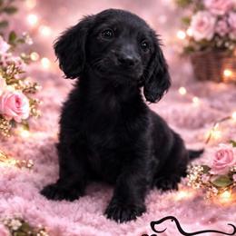 Mania - Black female Dachshund puppy in Huntington, Arkansas from Rockstar.Weiners