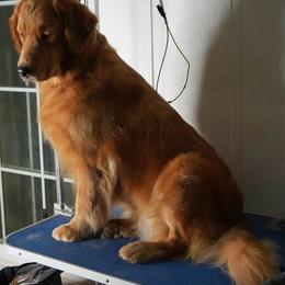 Female assigned to you - Golden female Golden Retriever puppy in Lemoore, California from UnrivaledGoldens