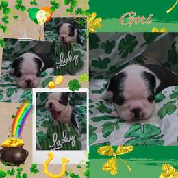 Pink - Black and white female Boston Terrier puppy in Clinton Township, Michigan from Greenberg's Boston Terriers & Bullies of Metro Detroit