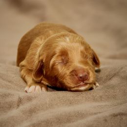 Hans - Red male Australian Labradoodle puppy in Stanwood, Washington from Victoria Creek Australian Labradoodles
