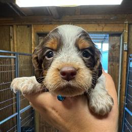 Boy 1 - Liver white and tan male English Springer Spaniel puppy in Fort Meade, Florida from Lake in the Hills Springers
