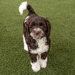 Australian Labradoodle Puppies from Providence Labradoodles, LLC