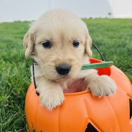 Chestnut - Golden male Golden Retriever puppy in Blackfoot, Idaho from Ivy’s Goldens