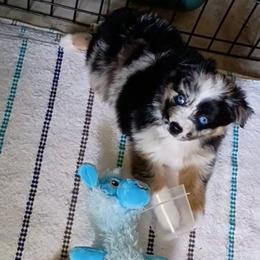 Millie - Blue merle female Miniature Australian Shepherd puppy in Copperas Cove, Texas from Aussies Acre