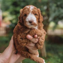 Ronnie - Red  male Goldendoodle puppy in Austin, Texas from Cedarcrest Goldendoodles