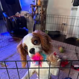 Ralphie - Blenheim male Cavalier King Charles Spaniel puppy in Temecula, California from Diamond Cavaliers