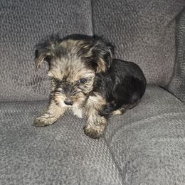 Girl 1 - Black and tan female Yorkshire Terrier puppy in Thornville, Ohio from My precious yorkies