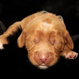 Mousse - Apricot male Australian Labradoodle puppy in Stanwood, Washington from Victoria Creek Australian Labradoodles