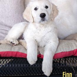 Golden Retriever Puppies from Mountain Sky Goldens   https://youtu.be/30SVQesEtig?si=CMjASv_Tza1VKSNt