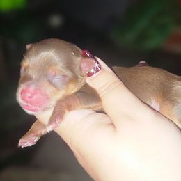 Boy 1 - Chocolate and tan male Yorkshire Terrier puppy in Thornville, Ohio from My precious yorkies