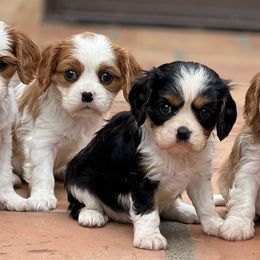 Cavachons, Cavalier King Charles Spaniels, Cavapoos, and Poodles from Tinkerpups