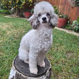 Poodle All Grown Up from BirchBark Poodles