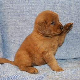 Ursula - Dark golden female Golden Retriever puppy in New Weston, Ohio from Bertke AKC Golden Retrievers and Bernese Mountain Dogs