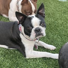 Annie - Boston Terrier
