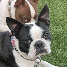 Annie - Boston Terrier