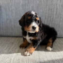 Girl 1 - Tri-color female Bernedoodle puppy in Spring Hill, Florida from Ohana Doodles x Frenchies