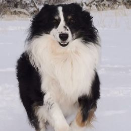 Latigo - Australian Shepherd