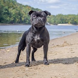 Staffordshire Bull Terrier All Grown Up from Theatric Staffords