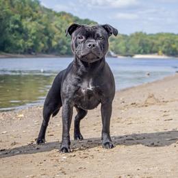 Staffordshire Bull Terrier All Grown Up from Theatric Staffords