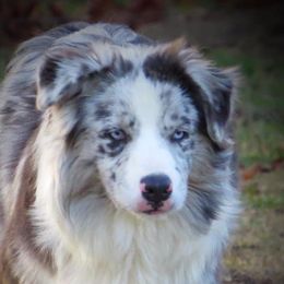 Titan - Miniature Australian Shepherd