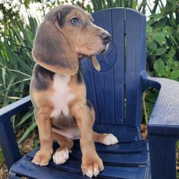 Hyacinth - Blue tan and white female Beagle puppy in Bois D Arc, Missouri from Country Home Pets and Farm