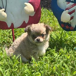 Petey - Black sabled fawn male Chihuahua puppy in Gloucester, Virginia from Charlotte's Web of Chihuahuas