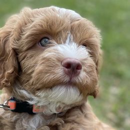 Australian Labradoodles from Poppy Hills Labradoodles