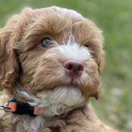Australian Labradoodles from Poppy Hills Labradoodles