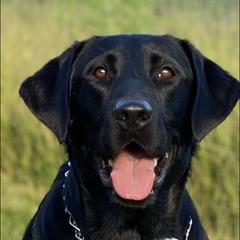 Labrador Retrievers from Hazel Woods Retrievers