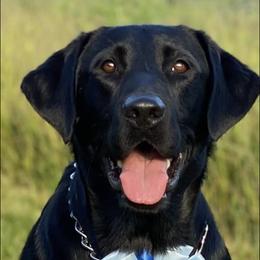 Labrador Retrievers from Hazel Woods Retrievers