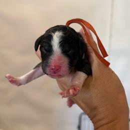 Buzz - Orange - Tri-color male Bernedoodle puppy in Rockwall, Texas from Glory Doodles