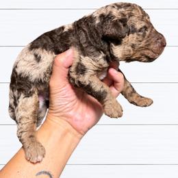 Dominos English - Merle male Goldendoodle puppy in Grove, Oklahoma from Guinn Family Farms