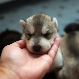 Nosk - Gray and white male Siberian Husky puppy in Greenville, North Carolina from Ivie Huskies