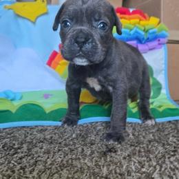 Monie Love - Gray female Cane Corso puppy in Tabor City, North Carolina from Dream Team Kennels