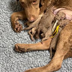 Girl - Brown female Chesapeake Bay Retriever puppy in Charleroi, Pennsylvania from North Flow Chesapeakes