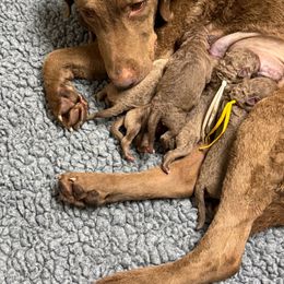 Girl - Brown female Chesapeake Bay Retriever puppy in Charleroi, Pennsylvania from North Flow Chesapeakes