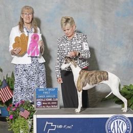 Portia - Whippet