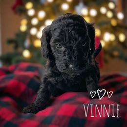 Vinnie - Phantom male Goldendoodle puppy in Warrensburg, Missouri from Supreme Doodles