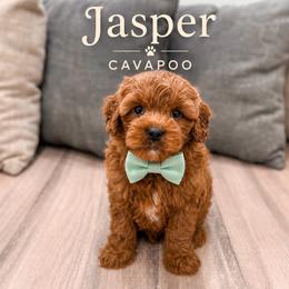 Jasper - Red male Cavapoo puppy in Ormond Beach, Florida from Florida Coast Doodles