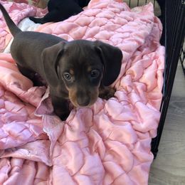 Dachshund Puppies from Doxie Acres