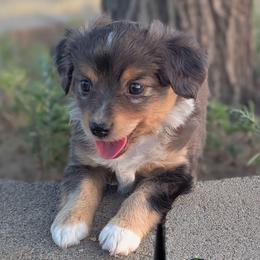 Gene - Blue merle male Toy Australian Shepherd puppy in Mountain Home, Idaho from LJK Boxers & Toy Aussies