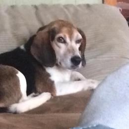 Beagle Puppies from Bachman’s Kennel