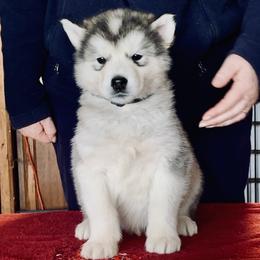 Biscotti - Gray and white male Alaskan Malamute puppy in Palmyra, Michigan from Illusion Kennel