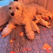 Mal-Shi puppies from Loveable Litters