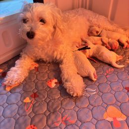 Mal-Shi puppies from Loveable Litters