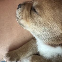 Staffordshire Bull Terrier Puppies from Tier 1 Staffordshire Bull Terriers