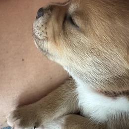 Staffordshire Bull Terrier Puppies from Tier 1 Staffordshire Bull Terriers