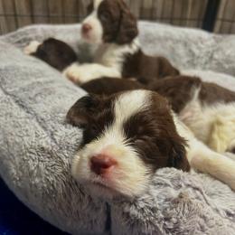 Puppy boy 1 - Liver and white male English Springer Spaniel puppy in Howell, Michigan from Foxboro Farm