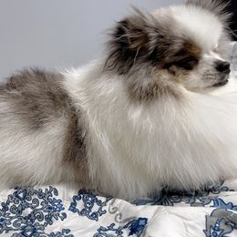 Cockapoo and Pomeranian All Grown Up from Luna Kennel