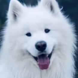 Snowball - Samoyed